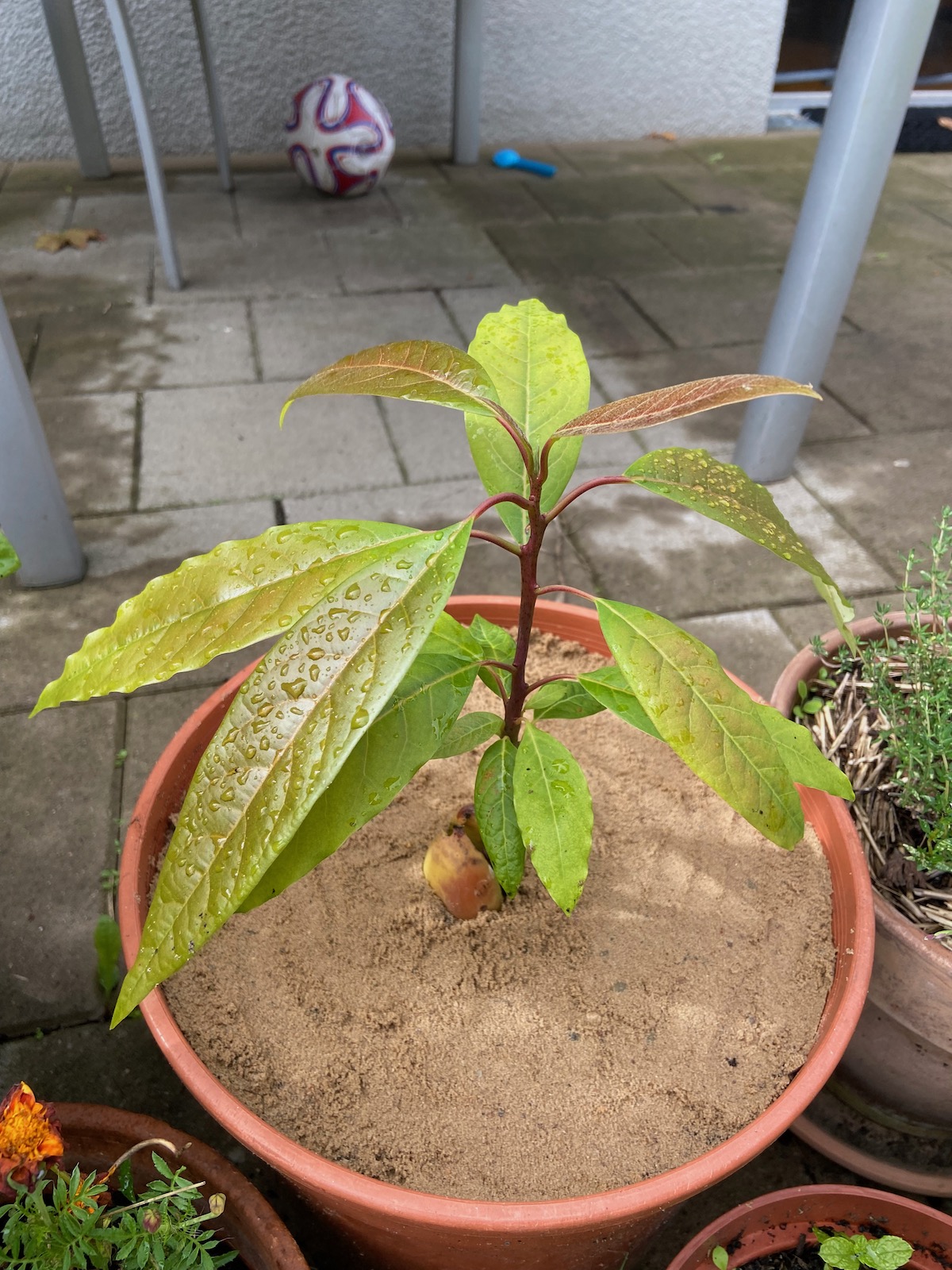 Avocado plant grown from seed on terrace