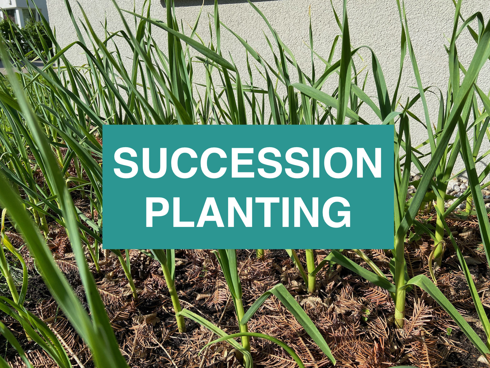 Succession planting