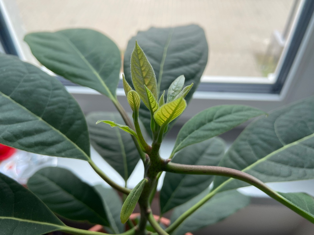 Avocado plant grown from seed