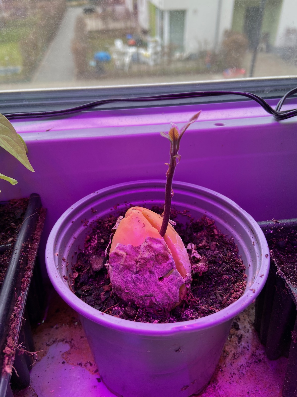 Avocado plant grown from seed right after sprouting