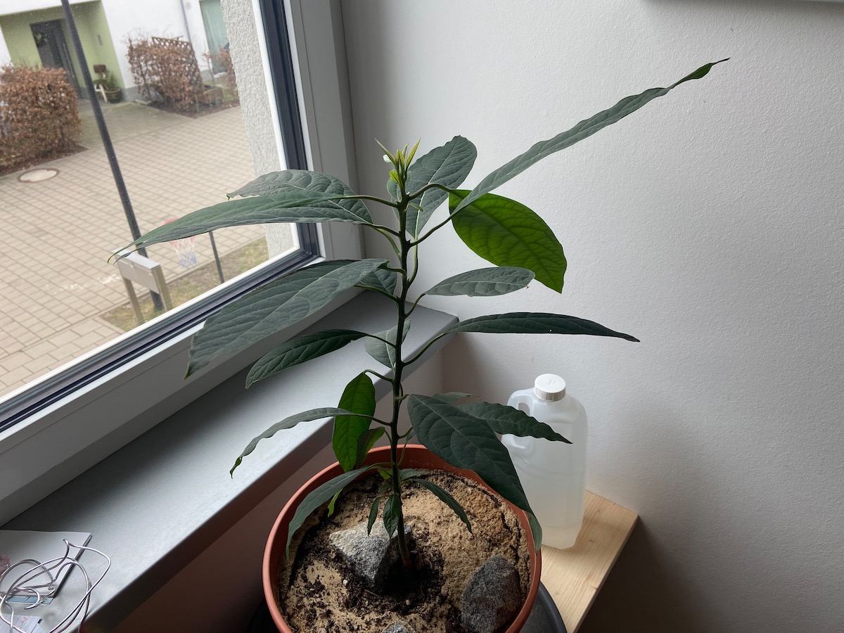 Avocado plant grown from seed