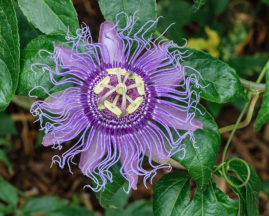 Cultivated passiflora