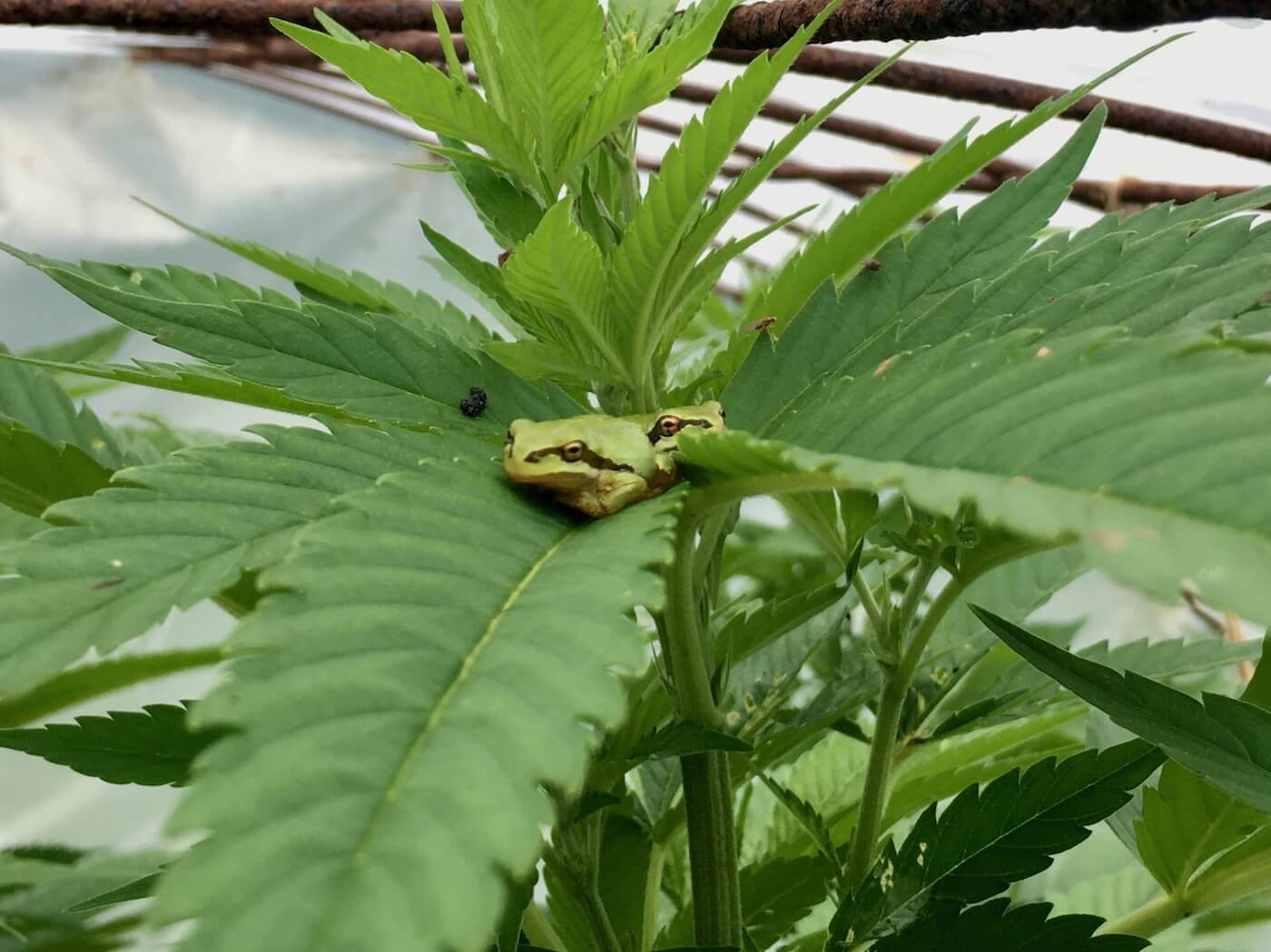 Treefrogs in the cannabis plant