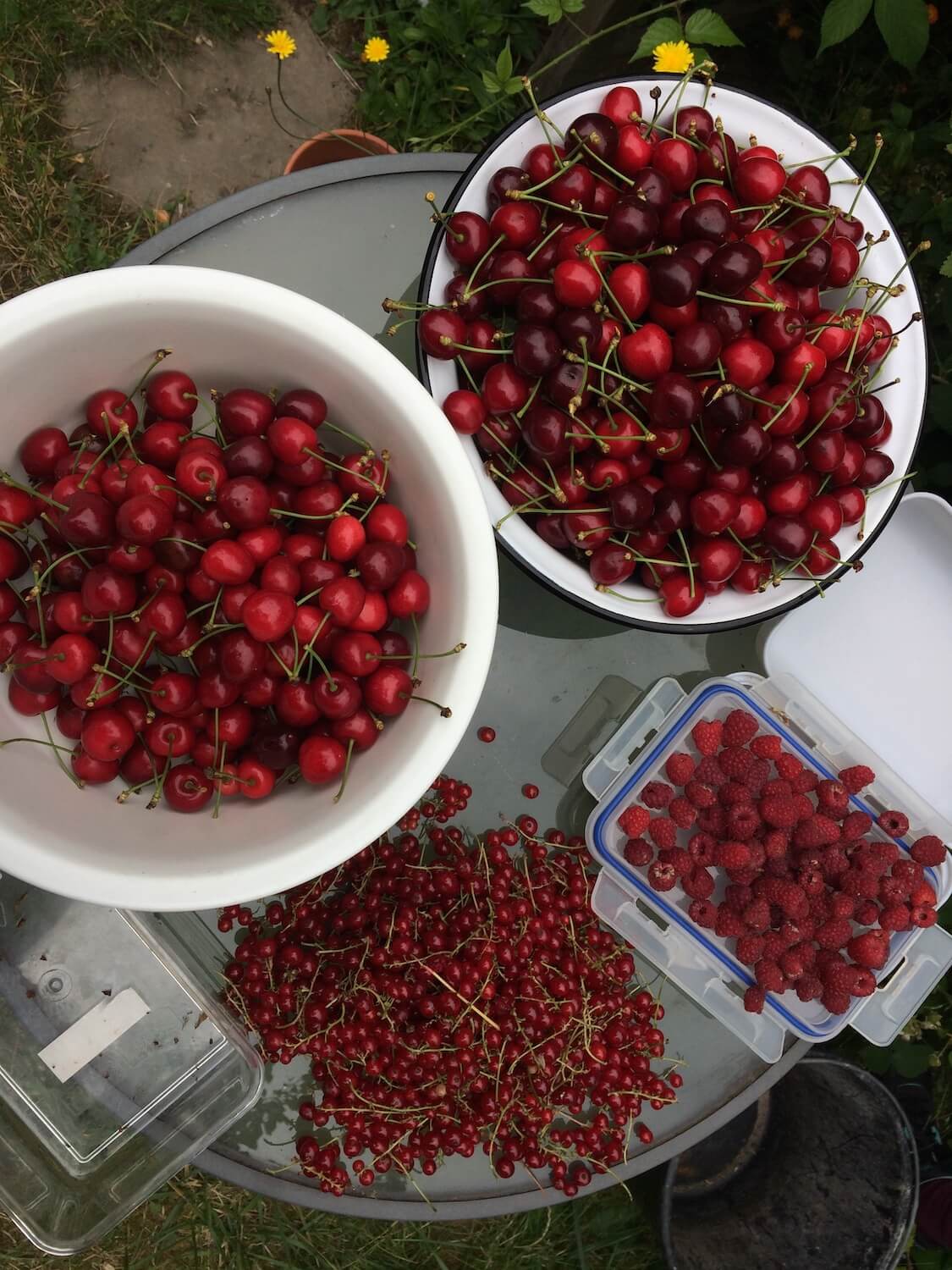 Garden harvest