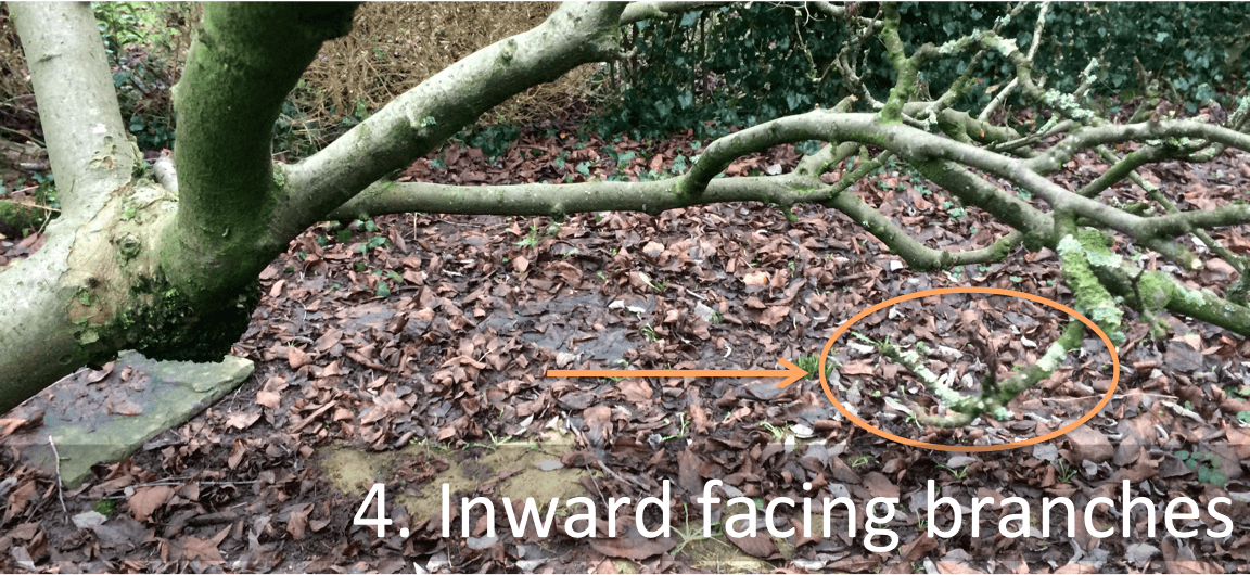 Inward facing branches