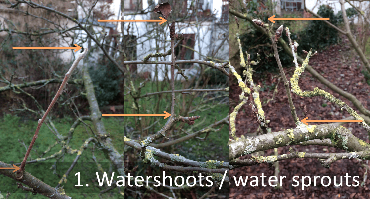 Water shoots