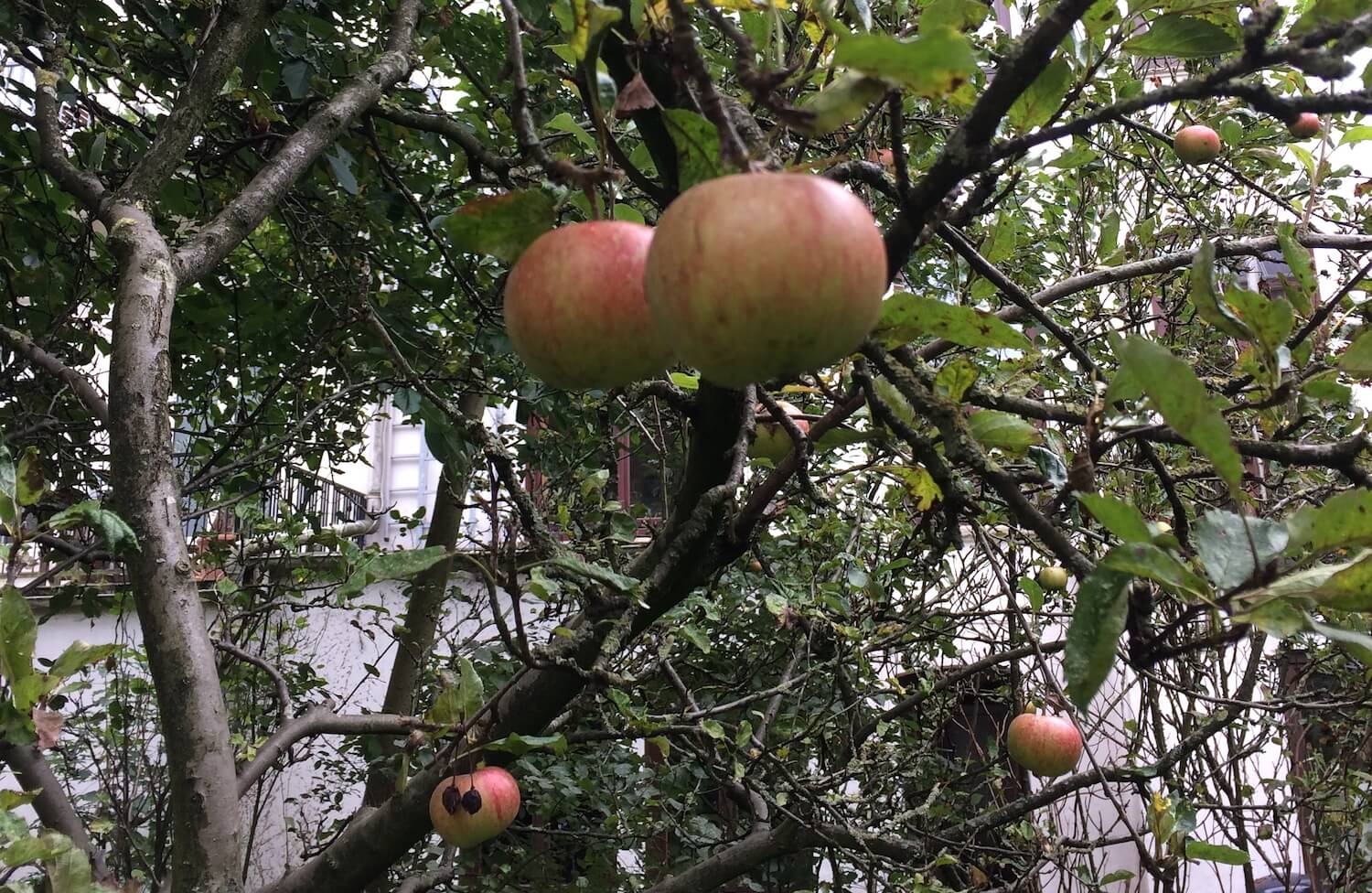 DIY: Pruning an apple tree –– the basics