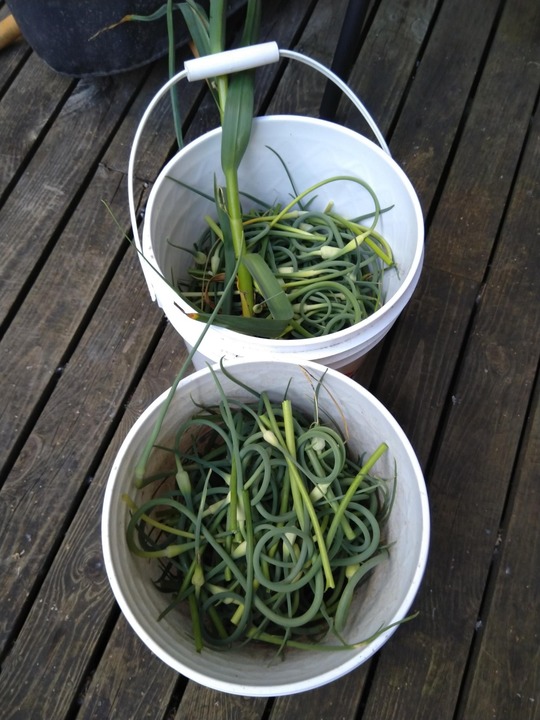 Harvested ~2 5gal buckets of scapes.
