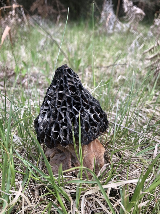 Spotted some morels in the front yard may 22