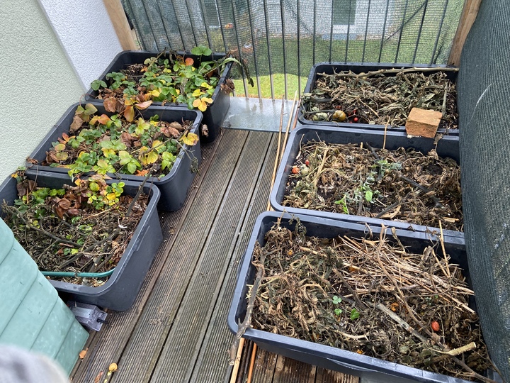# Garlic 2023

This year I plant in containers and not in the garden since all beds were horrible fails.


6 containers on the balcony: 36 cloves

1 container on the terrace: 16 cloves (mulched with straw and pruned raspberries)
