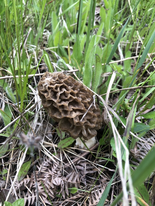 The first morels found in the front yard were very black. Upon finding these near the wild apple trees on the deer trail I realized the black ones are just older. These ones are lighter coloured. They’ll make a great burger topping for tonight’s dinner. 