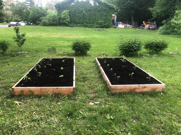 Transplanted tomatoes and cucumbers into the new raised beds today!
